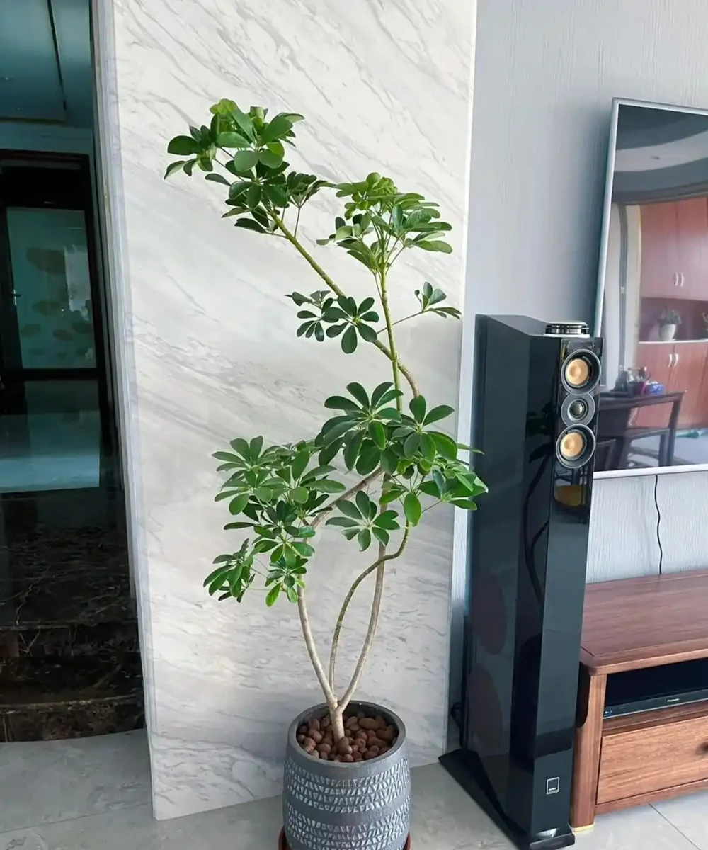 山東一小夥曬「老媽養的鴨腳木」,網友:天,太壯觀了,但不科學