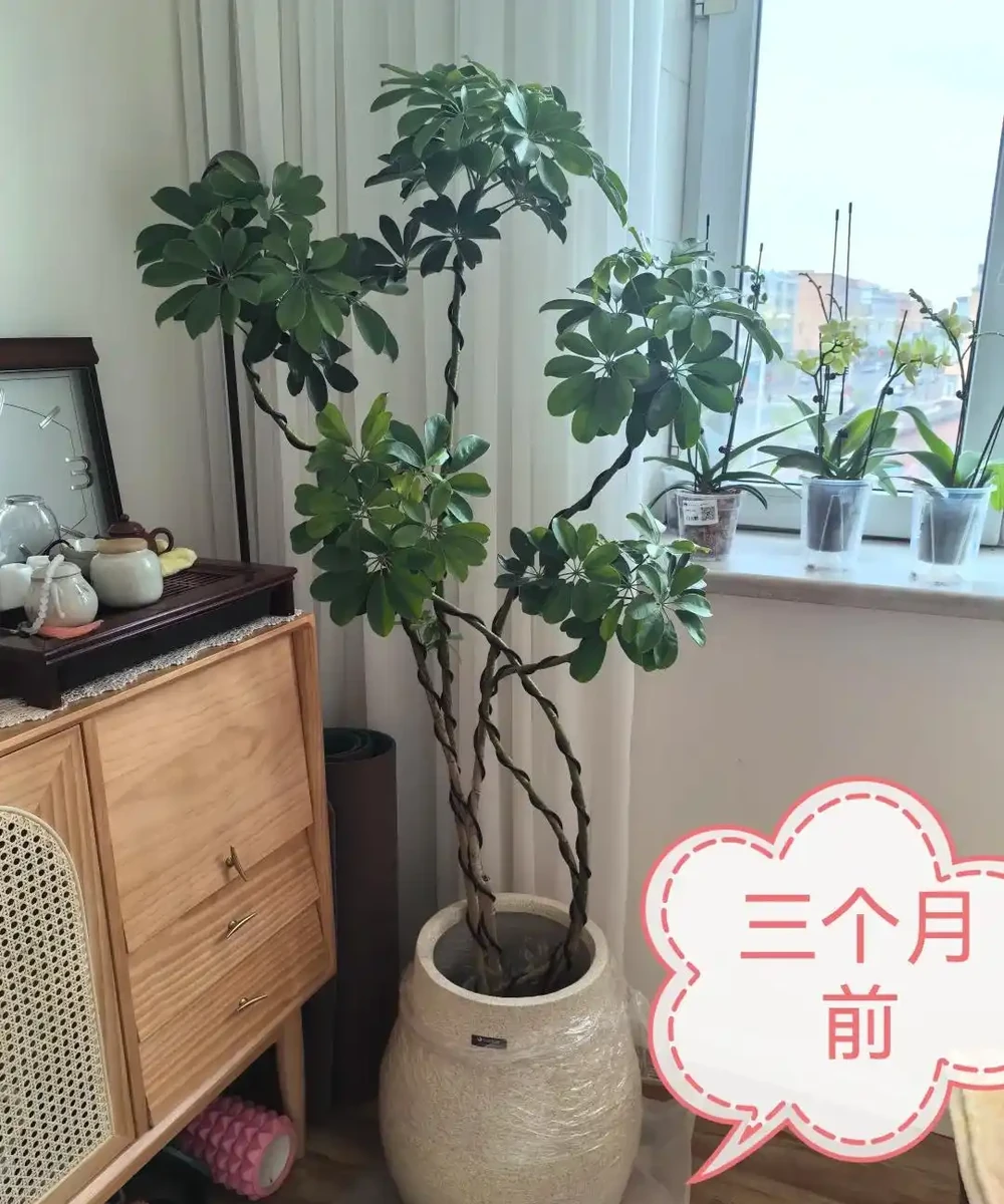 山東一小夥曬「老媽養的鴨腳木」,網友:天,太壯觀了,但不科學