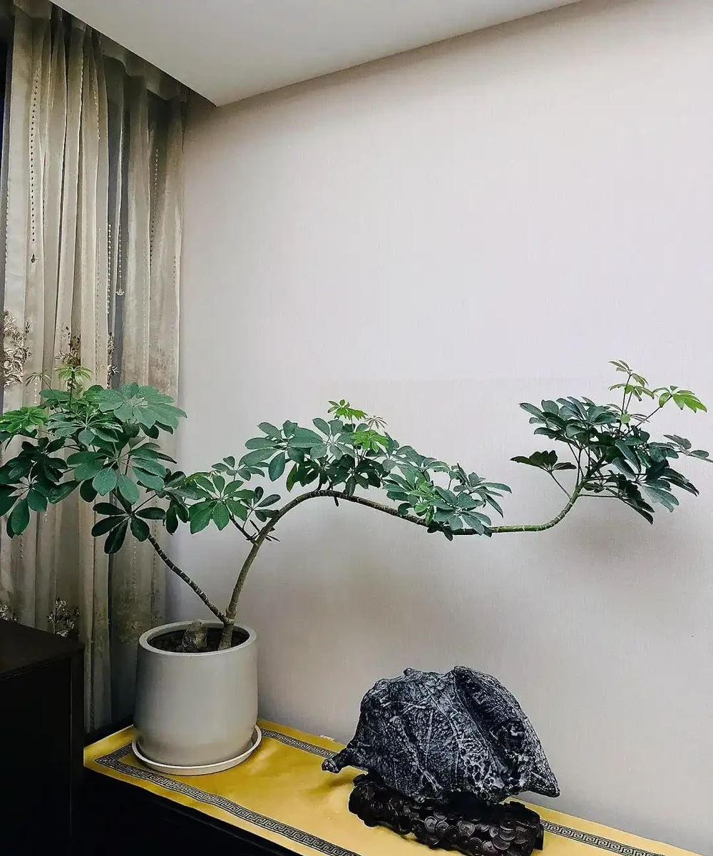 山東一小夥曬「老媽養的鴨腳木」,網友:天,太壯觀了,但不科學