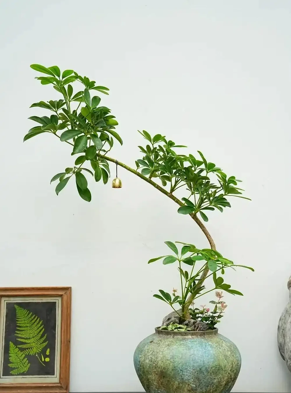 山東一小夥曬「老媽養的鴨腳木」,網友:天,太壯觀了,但不科學