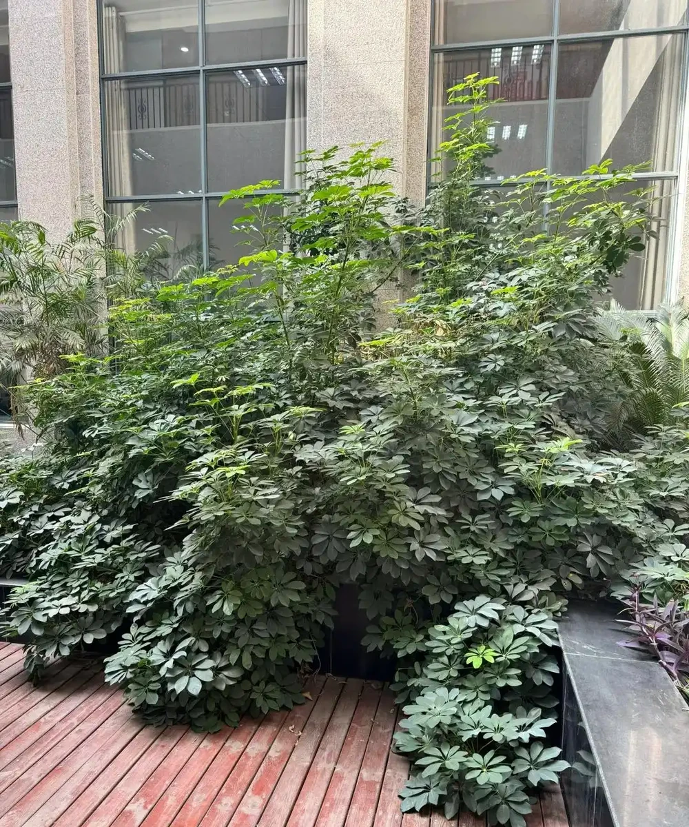 山東一小夥曬「老媽養的鴨腳木」,網友:天,太壯觀了,但不科學