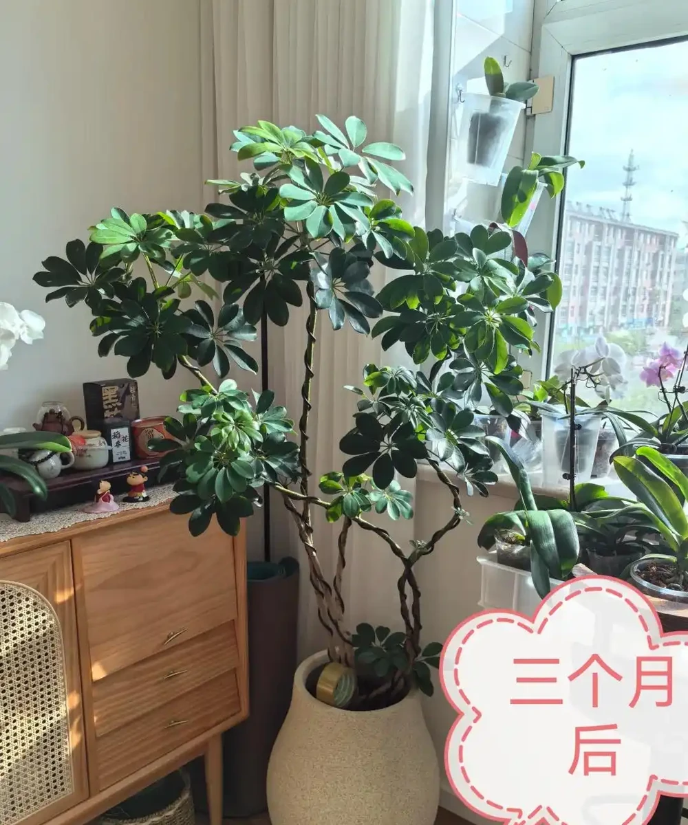 山東一小夥曬「老媽養的鴨腳木」,網友:天,太壯觀了,但不科學