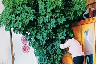 山東一小夥曬「老媽養的鴨腳木」，網友：天，太壯觀了，但不科學