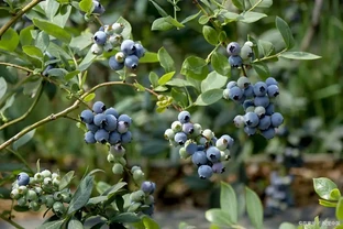 適合藍莓種植的十大最佳肥料