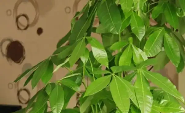 發財樹葉發白怎麼回事？發財樹冬季葉片發黃的原因