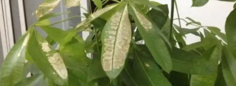 發財樹葉發白怎麼回事？發財樹冬季葉片發黃的原因