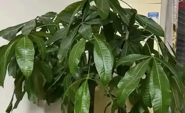 發財樹葉發白怎麼回事？發財樹冬季葉片發黃的原因