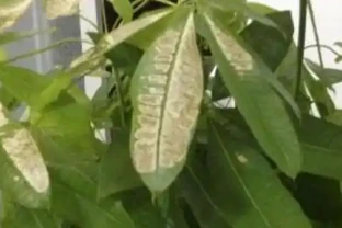 發財樹葉發白怎麼回事？發財樹冬季葉片發黃的原因