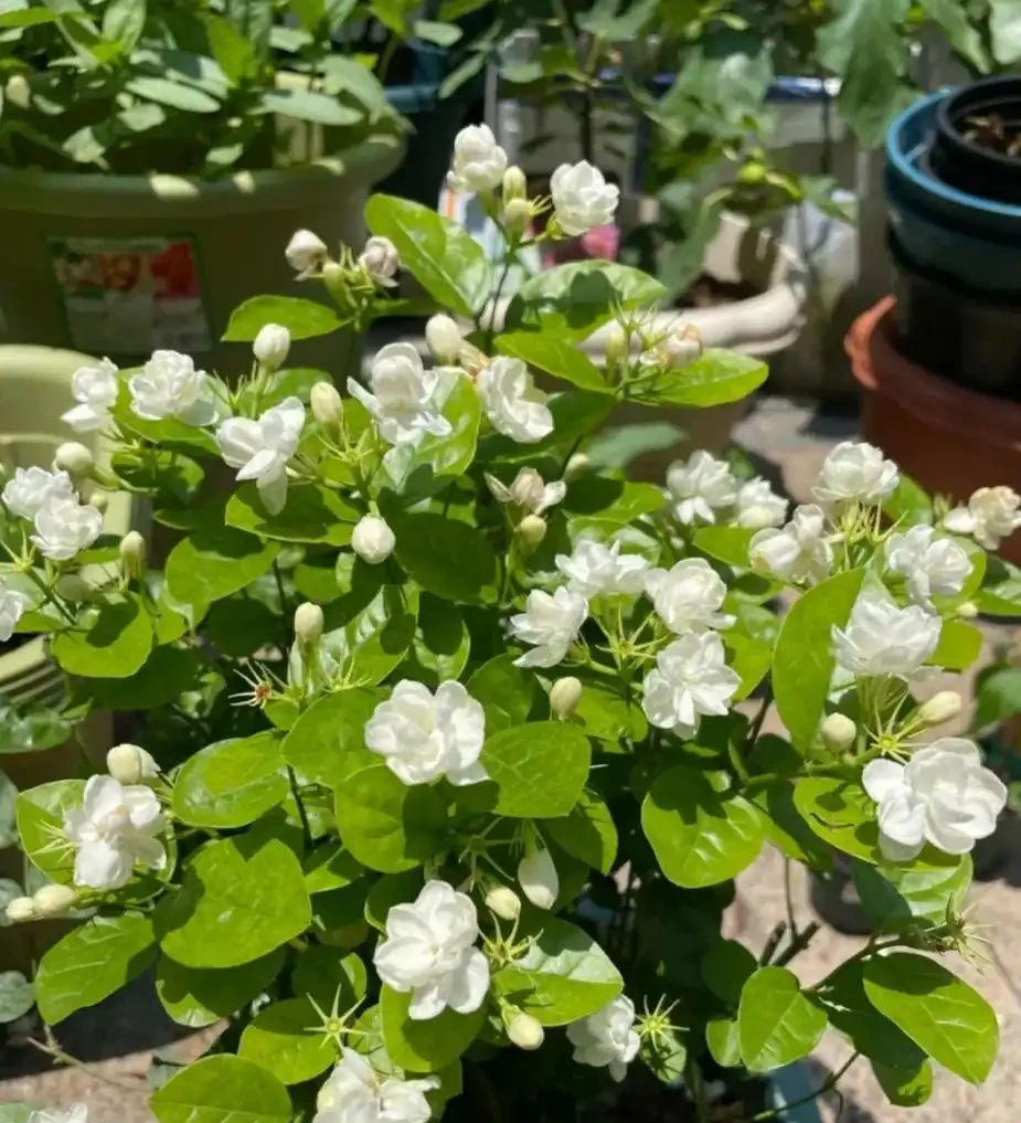 這6種花，1年四季都能開花，奉上養護技巧，你一定要知道！