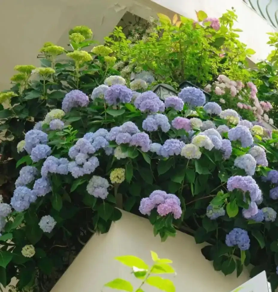 這6種花，1年四季都能開花，奉上養護技巧，你一定要知道！