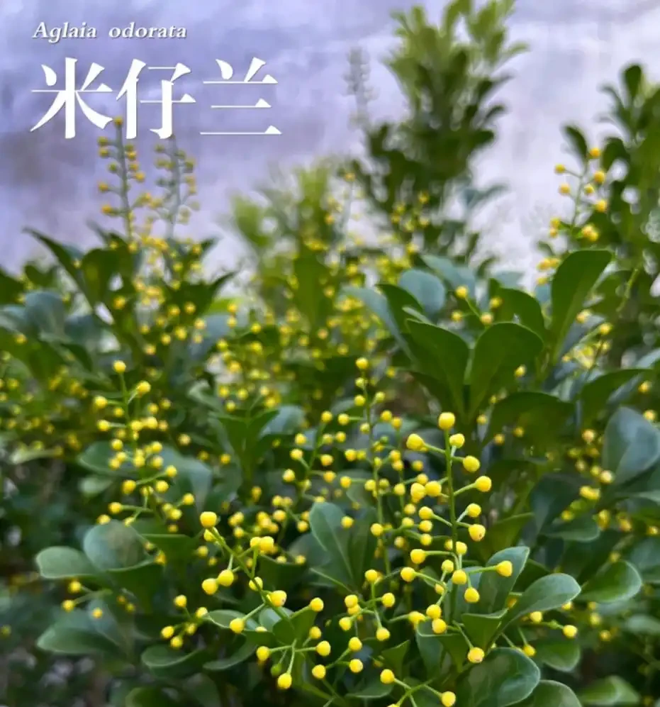 這6種花，1年四季都能開花，奉上養護技巧，你一定要知道！