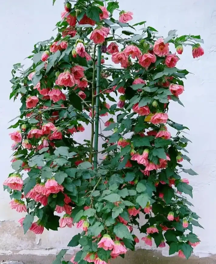 這6種花，1年四季都能開花，奉上養護技巧，你一定要知道！