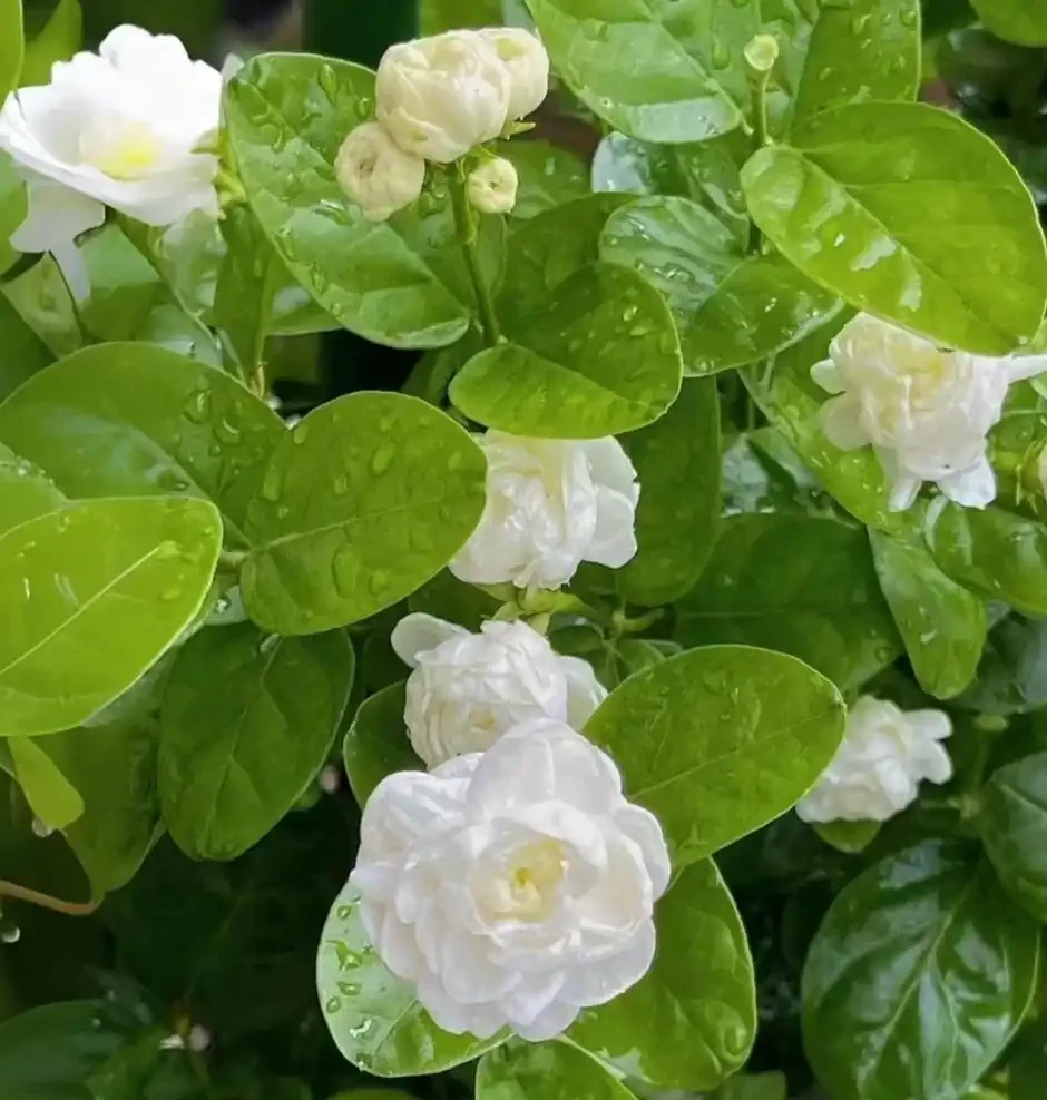 這6種花，1年四季都能開花，奉上養護技巧，你一定要知道！