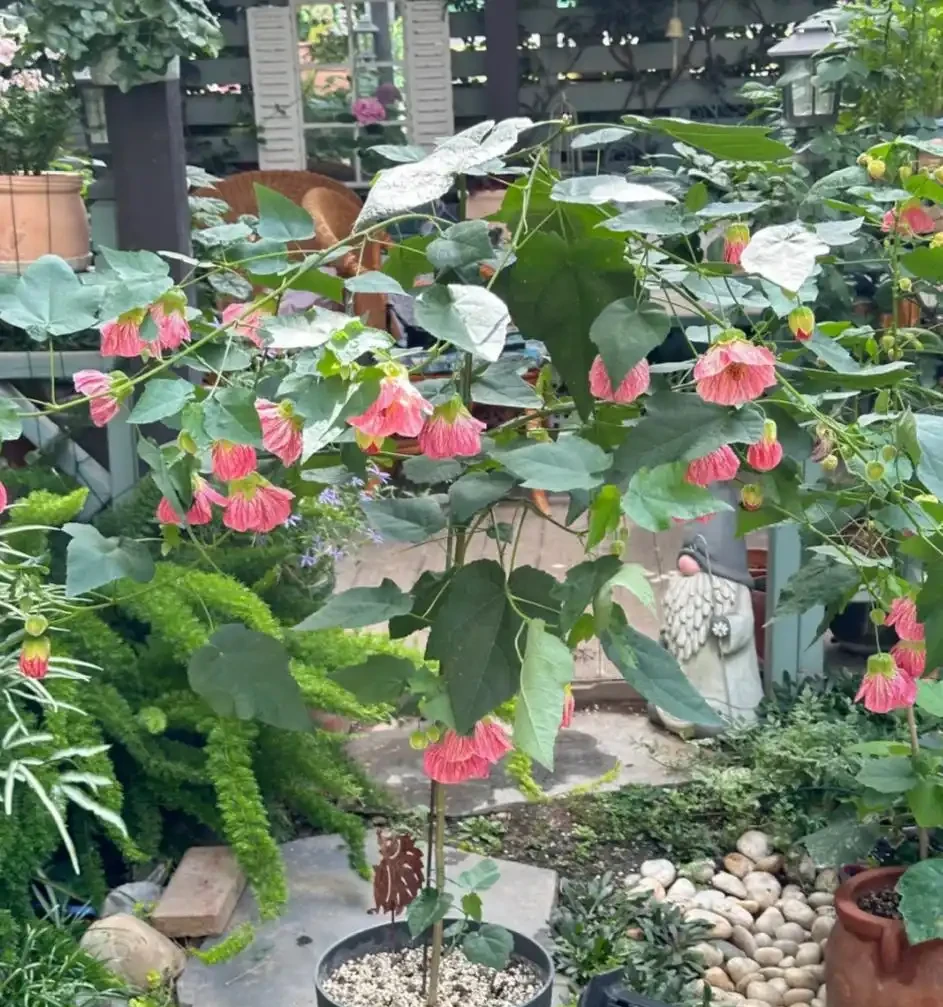 這6種花，1年四季都能開花，奉上養護技巧，你一定要知道！