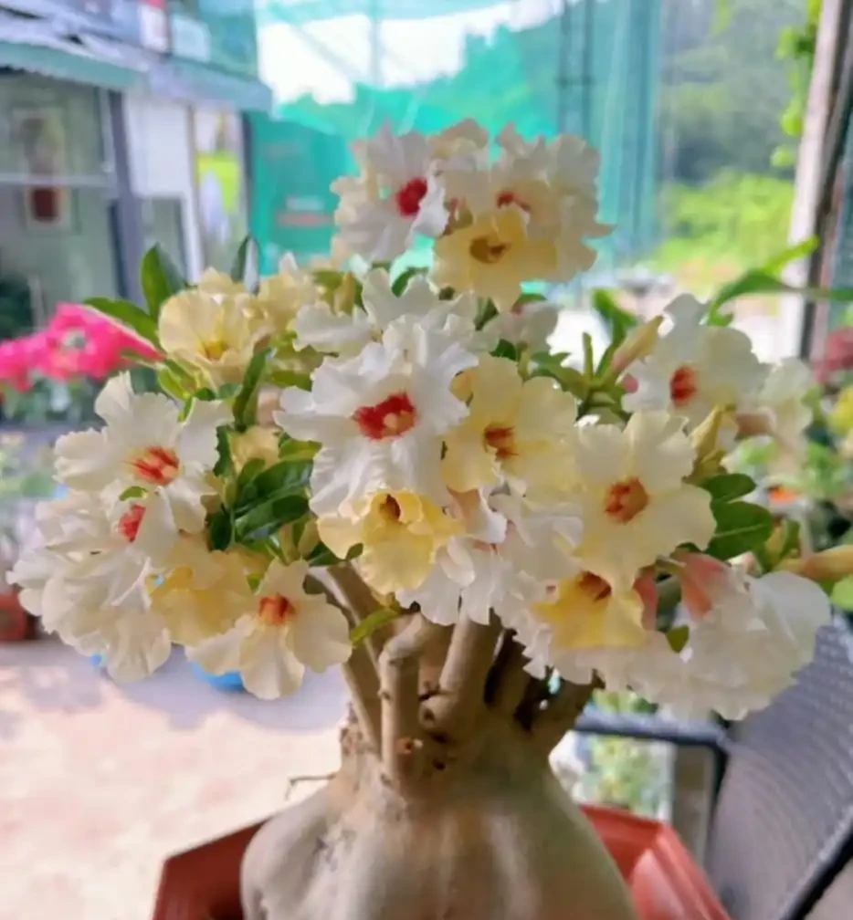 這6種花，1年四季都能開花，奉上養護技巧，你一定要知道！