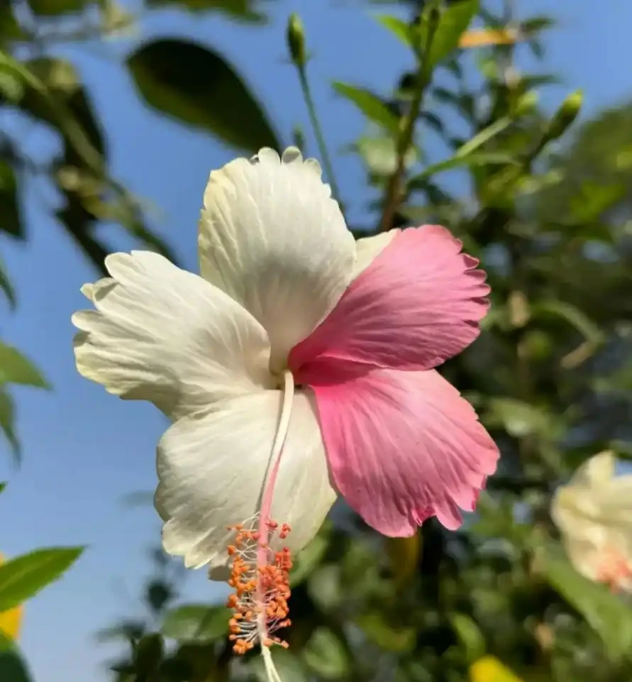 這6種花，1年四季都能開花，奉上養護技巧，你一定要知道！