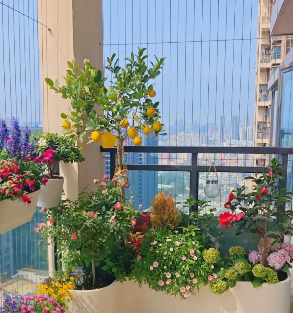 這6種花，1年四季都能開花，奉上養護技巧，你一定要知道！
