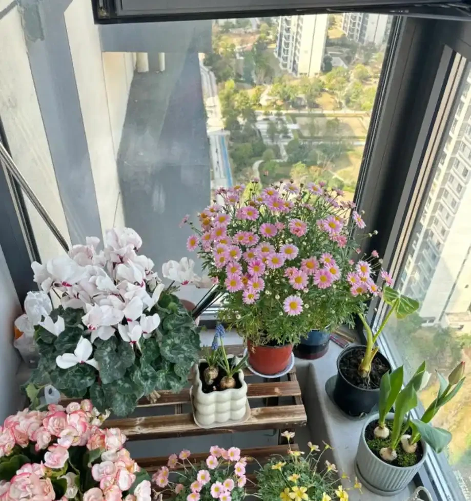 這6種花，1年四季都能開花，奉上養護技巧，你一定要知道！