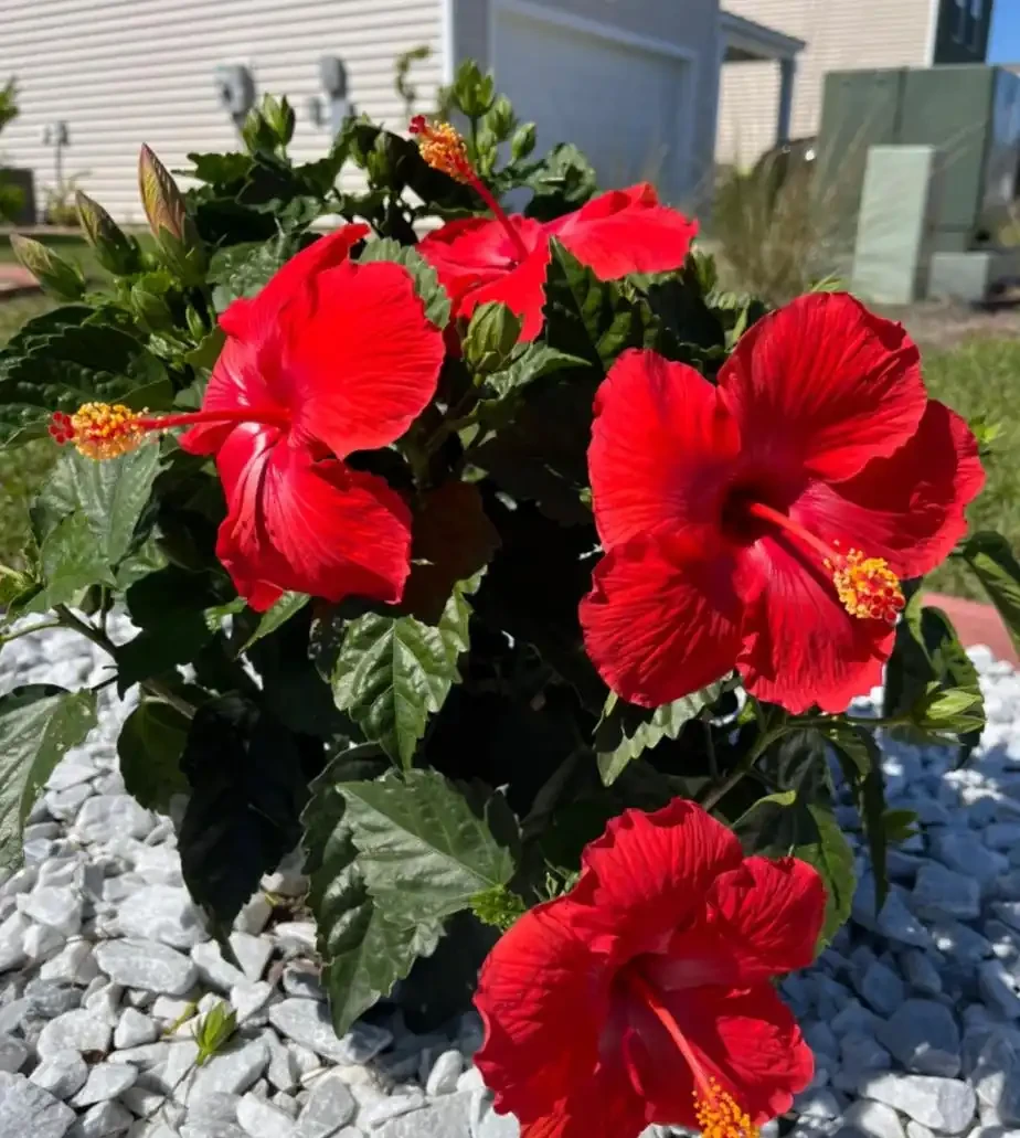 這6種花，1年四季都能開花，奉上養護技巧，你一定要知道！