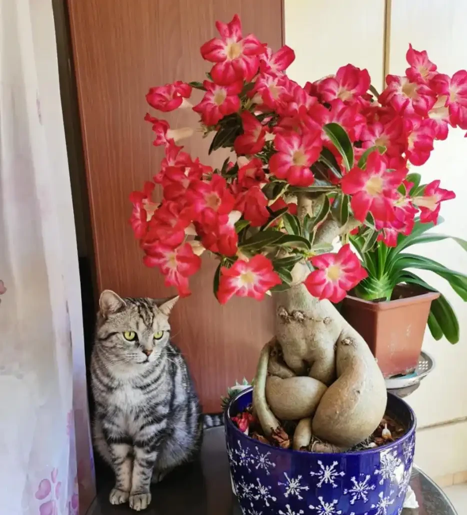 這6種花，1年四季都能開花，奉上養護技巧，你一定要知道！