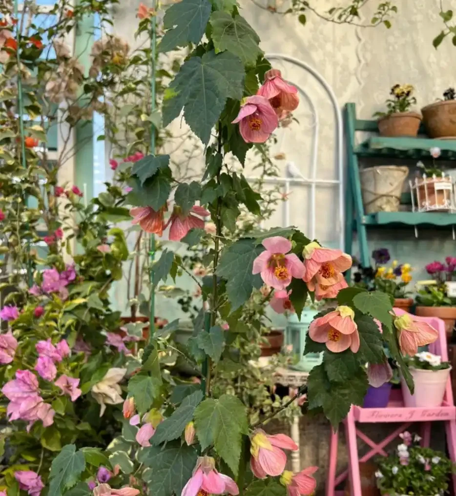 這6種花，1年四季都能開花，奉上養護技巧，你一定要知道！