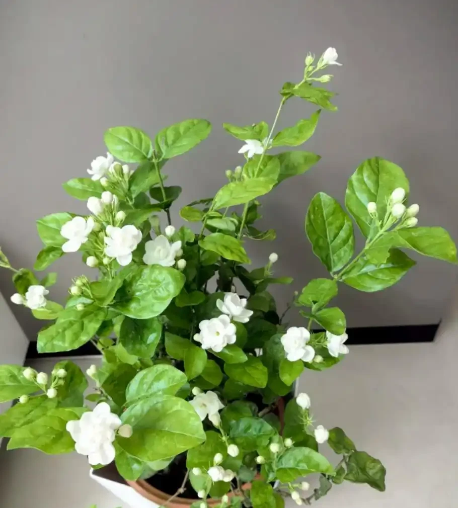 這6種花，1年四季都能開花，奉上養護技巧，你一定要知道！