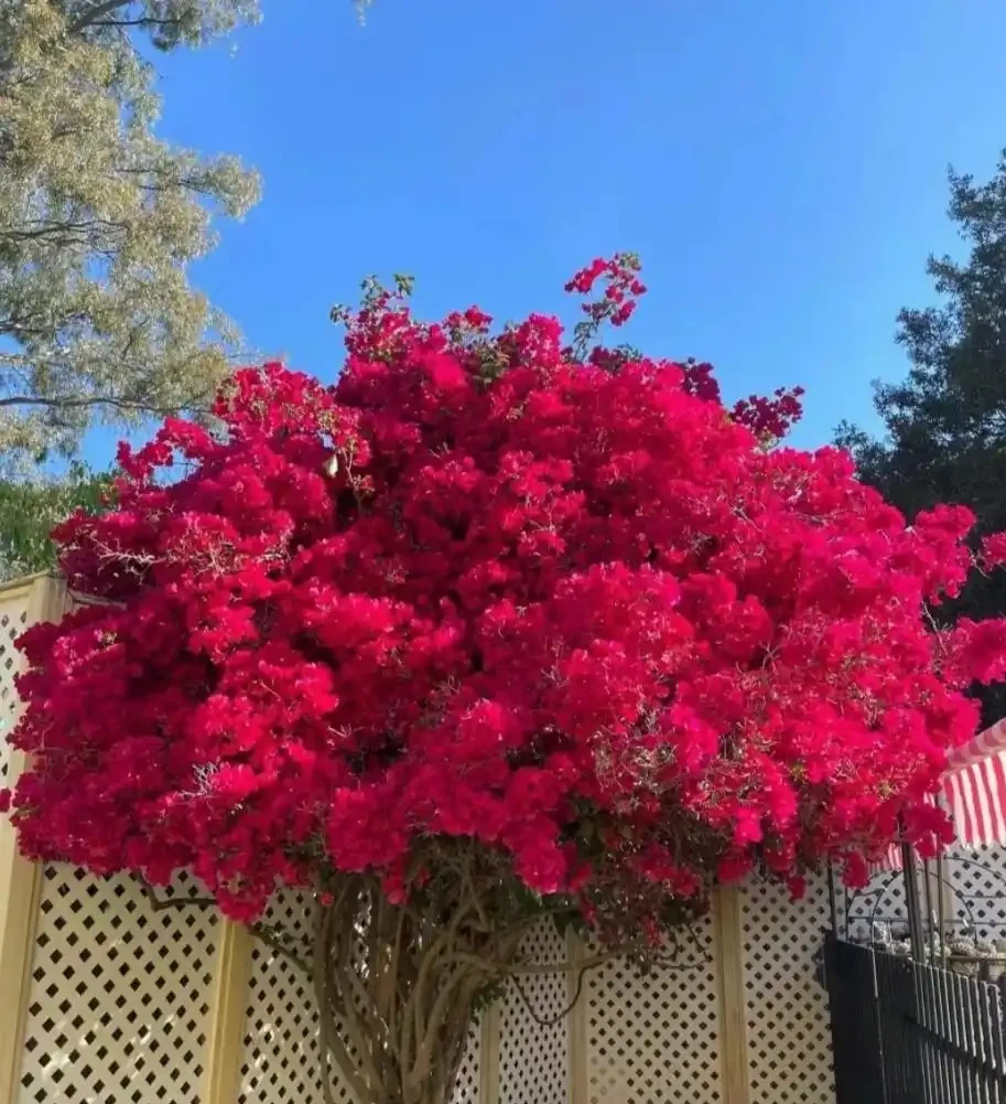 這6種花，1年四季都能開花，奉上養護技巧，你一定要知道！