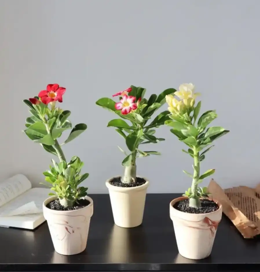 這6種花，1年四季都能開花，奉上養護技巧，你一定要知道！