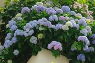 這6種花，1年四季都能開花，奉上養護技巧，你一定要知道！