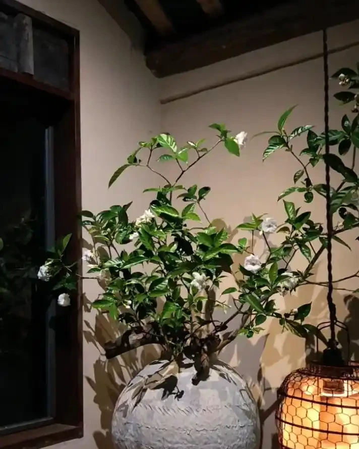開花時，香飄十里的10種花，種一盆在陽臺，生活都變香了！