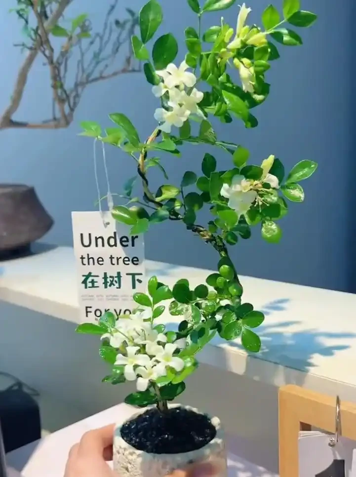 開花時，香飄十里的10種花，種一盆在陽臺，生活都變香了！