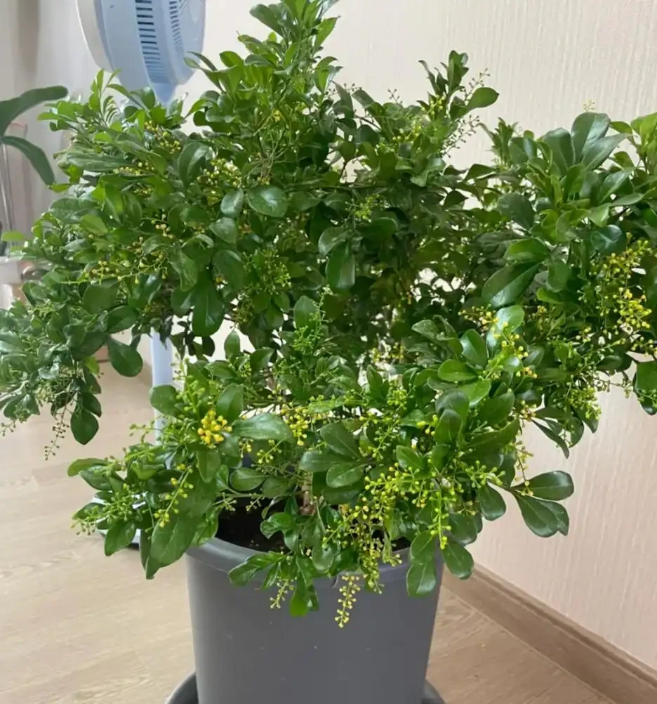 開花時，香飄十里的10種花，種一盆在陽臺，生活都變香了！
