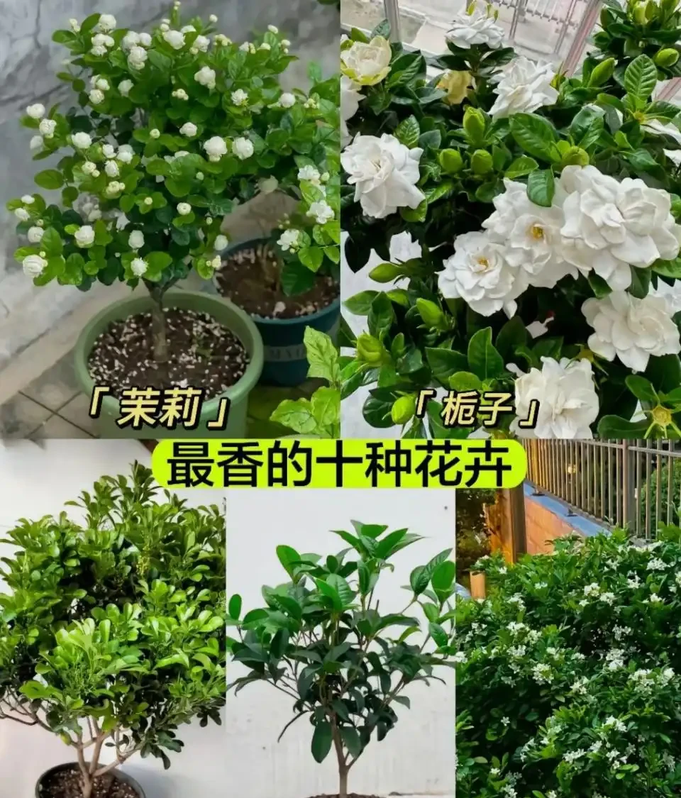 開花時，香飄十里的10種花，種一盆在陽臺，生活都變香了！