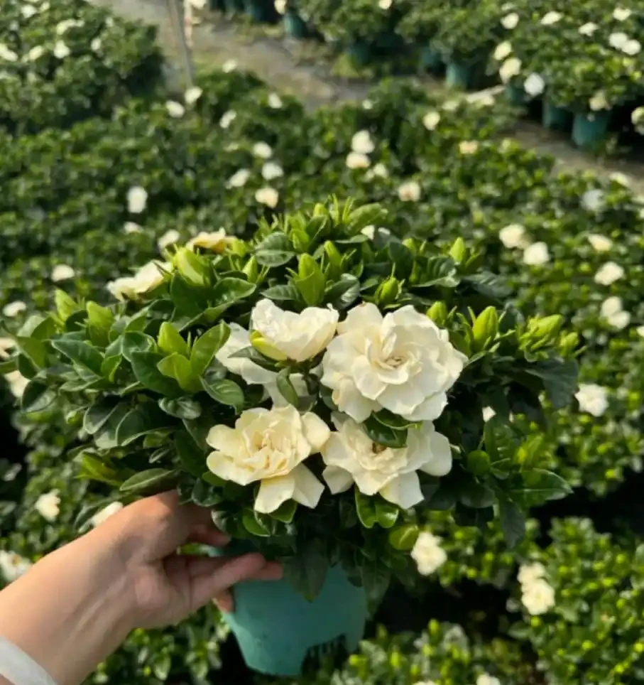 開花時，香飄十里的10種花，種一盆在陽臺，生活都變香了！