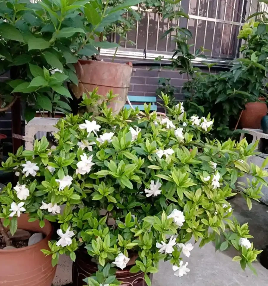 開花時，香飄十里的10種花，種一盆在陽臺，生活都變香了！