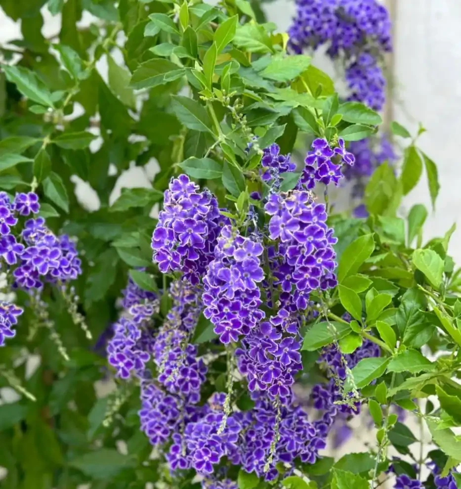 開花時，香飄十里的10種花，種一盆在陽臺，生活都變香了！