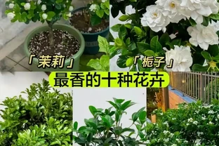開花時，香飄十里的10種花，種一盆在陽臺，生活都變香了！