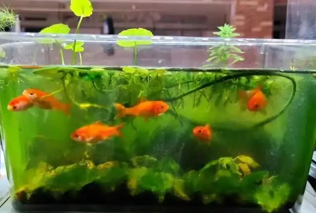 養了銅錢草8年,發現「魚缸養」才是開啟它的正確方式,魚肥草美
