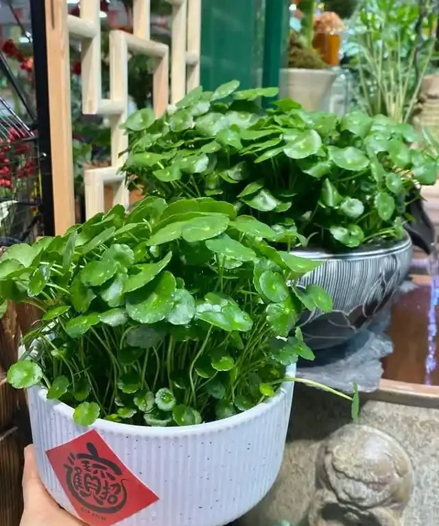 養了銅錢草8年,發現「魚缸養」才是開啟它的正確方式,魚肥草美