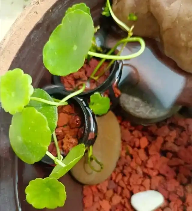 養了銅錢草8年,發現「魚缸養」才是開啟它的正確方式,魚肥草美