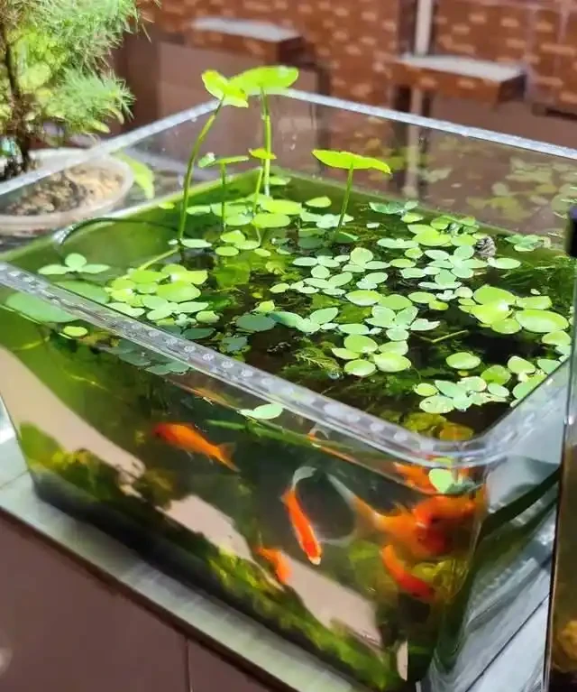 養了銅錢草8年,發現「魚缸養」才是開啟它的正確方式,魚肥草美
