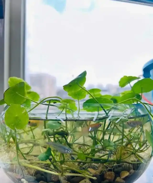 養了銅錢草8年,發現「魚缸養」才是開啟它的正確方式,魚肥草美