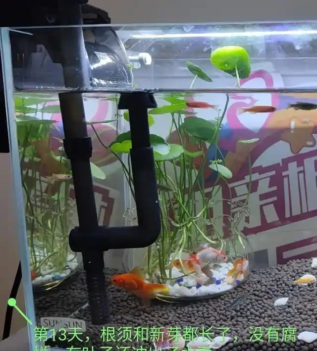 養了銅錢草8年,發現「魚缸養」才是開啟它的正確方式,魚肥草美