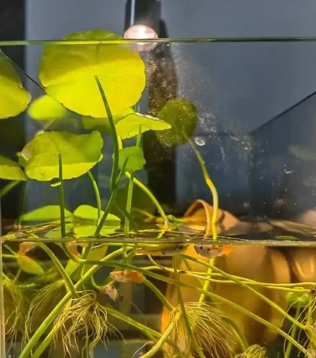 養了銅錢草8年,發現「魚缸養」才是開啟它的正確方式,魚肥草美
