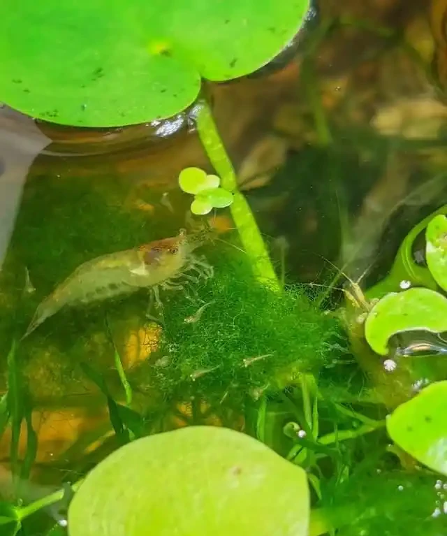 養了銅錢草8年,發現「魚缸養」才是開啟它的正確方式,魚肥草美