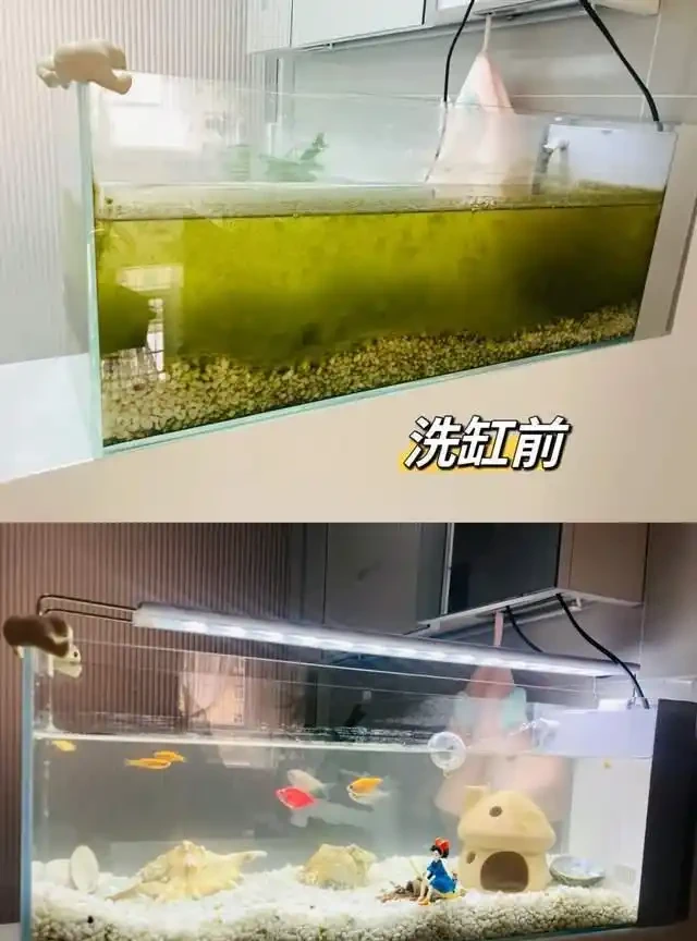 養了銅錢草8年,發現「魚缸養」才是開啟它的正確方式,魚肥草美