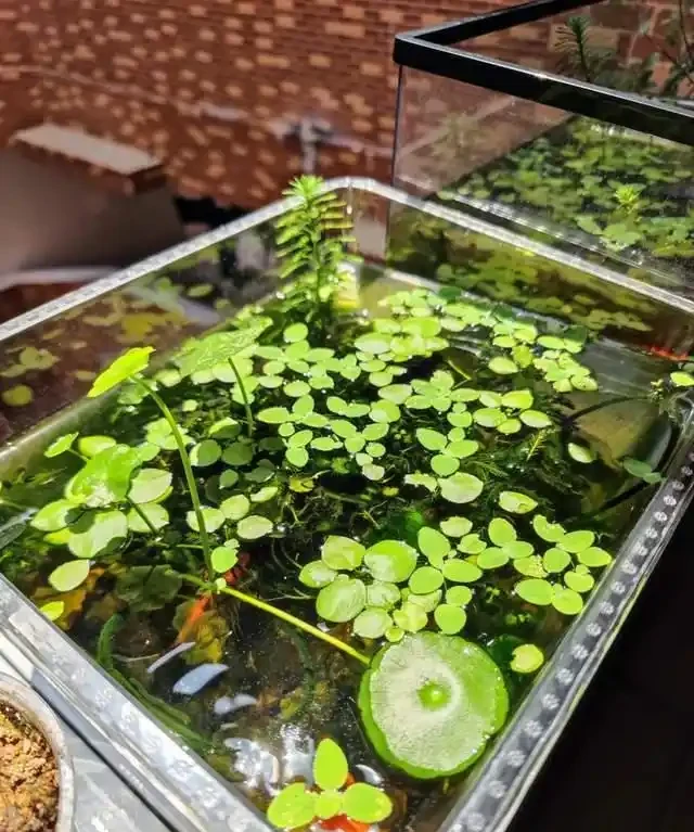養了銅錢草8年,發現「魚缸養」才是開啟它的正確方式,魚肥草美