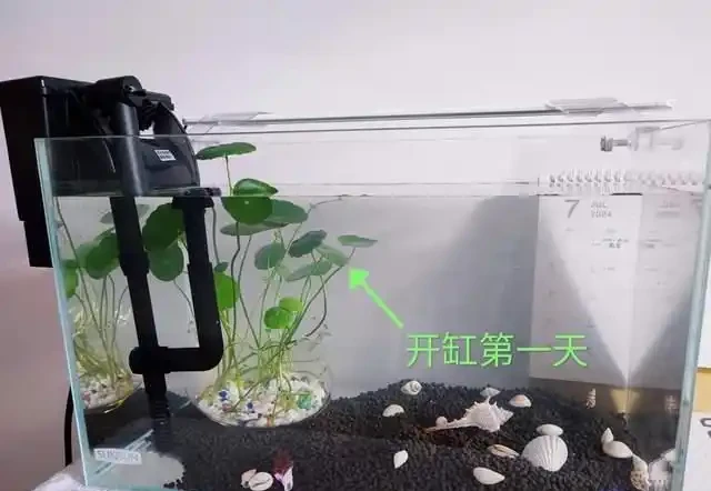 養了銅錢草8年,發現「魚缸養」才是開啟它的正確方式,魚肥草美