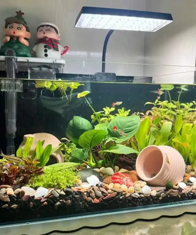 養了銅錢草8年,發現「魚缸養」才是開啟它的正確方式,魚肥草美