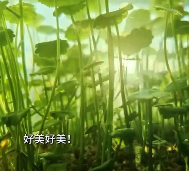 養了銅錢草8年,發現「魚缸養」才是開啟它的正確方式,魚肥草美